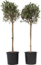 Plant in a Box - Olea Europaea - Set van 2 - Winterharde olijfboom op stam - Pot 21cm - Hoogte 90-100cm
