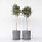 Plant in a Box - Olea Europaea - Set van 2 - Winterharde olijfboom op stam - Pot 21cm - Hoogte 90-100cm
