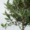 Plant in a Box - Olea Europaea - Set van 2 - Winterharde olijfboom op stam - Pot 21cm - Hoogte 90-100cm