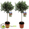 Plant in a Box - Olea Europaea - Set van 2 - Winterharde olijfboom op stam - Pot 21cm - Hoogte 90-100cm