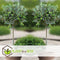 Plant in a Box - Olea Europaea - Set van 2 - Winterharde olijfboom op stam - Pot 21cm - Hoogte 90-100cm