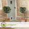 Plant in a Box - Olea Europaea - Set van 2 - Winterharde olijfboom op stam - Pot 21cm - Hoogte 90-100cm