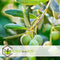 Plant in a Box - Olea Europaea - Set van 2 - Winterharde olijfboom op stam - Pot 21cm - Hoogte 90-100cm
