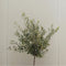 Plant in a Box - Olea Europaea - Set van 2 - Winterharde olijfboom op stam - Pot 21cm - Hoogte 90-100cm