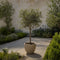 Plant in a Box - Olea Europaea - Set van 2 - Winterharde olijfboom op stam - Pot 21cm - Hoogte 90-100cm