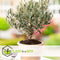 Plant in a Box - Olea Europaea - Set van 2 - Winterharde olijfstruiken - Pot 14cm - Hoogte 25-40cm