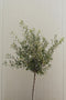 Plant in a Box - Olea Europaea - Set van 2 - Winterharde olijfstruiken - Pot 14cm - Hoogte 25-40cm
