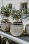 Plant in a Box - Olea Europaea - Set van 2 - Winterharde olijfstruiken - Pot 14cm - Hoogte 25-40cm
