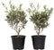 Plant in a Box - Olea Europaea - Set van 2 - Winterharde olijfstruiken - Pot 14cm - Hoogte 25-40cm