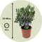Plant in a Box - Olea Europaea - Set van 2 - Winterharde olijfstruiken - Pot 14cm - Hoogte 25-40cm