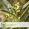 Plant in a Box - Olea Europaea - Set van 2 - Winterharde olijfstruiken - Pot 14cm - Hoogte 25-40cm