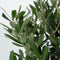 Plant in a Box - Olea Europaea - Set van 2 - Winterharde olijfstruiken - Pot 14cm - Hoogte 25-40cm