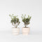 Plant in a Box - Olea Europaea - Set van 2 - Winterharde olijfstruiken - Pot 14cm - Hoogte 25-40cm