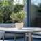 Plant in a Box - Olea Europaea - Set van 2 - Winterharde olijfstruiken - Pot 14cm - Hoogte 25-40cm