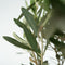 Plant in a Box - Olea Europaea - Set van 2 - Winterharde olijfstruiken - Pot 14cm - Hoogte 25-40cm