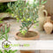Plant in a Box - Olea Europaea - Set van 2 - Winterharde olijfstruiken - Pot 14cm - Hoogte 25-40cm
