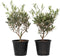 Plant in a Box - Olea Europaea - Set van 4 - Winterharde olijfstruiken - Pot 14cm - Hoogte 25-40cm