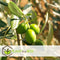Plant in a Box - Olea Europaea - Set van 4 - Winterharde olijfstruiken - Pot 14cm - Hoogte 25-40cm
