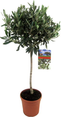 Plant in a Box - Olea Europaea - Winterharde olijfboom op stam - Pot 21cm - Hoogte 90-100cm
