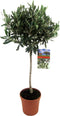 Plant in a Box - Olea Europaea - Winterharde olijfboom op stam - Pot 21cm - Hoogte 90-100cm