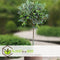 Plant in a Box - Olea Europaea - Winterharde olijfboom op stam - Pot 21cm - Hoogte 90-100cm