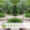 Plant in a Box - Olea Europaea - Winterharde olijfboom op stam - Pot 21cm - Hoogte 90-100cm