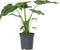 Plant in a Box - Olifantsoor - Alocasia Cucullata - Hoogte 70-80cm - Pot 19cm - Kamerplant - Groen