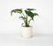 Plant in a Box - Olifantsoor - Alocasia Cucullata - Hoogte 70-80cm - Pot 19cm - Kamerplant - Groen