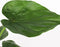 Plant in a Box - Olifantsoor - Alocasia Cucullata - Hoogte 70-80cm - Pot 19cm - Kamerplant - Groen