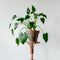 Plant in a Box - Olifantsoor - Alocasia Cucullata - Hoogte 70-80cm - Pot 19cm - Kamerplant - Groen