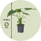 Plant in a Box - Olifantsoor - Alocasia Cucullata - Hoogte 70-80cm - Pot 19cm - Kamerplant - Groen