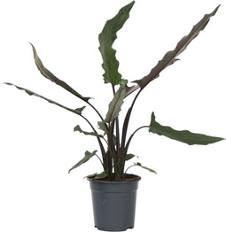 Plant in a Box - Olifantsoor - Alocasia Lauterbachiana - Hoogte 80-90cm - Pot 19cm - Kamerplant - Groene bladeren rode onderkant