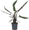 Plant in a Box - Olifantsoor - Alocasia Lauterbachiana - Hoogte 80-90cm - Pot 19cm - Kamerplant - Groene bladeren rode onderkant