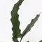 Plant in a Box - Olifantsoor - Alocasia Lauterbachiana - Hoogte 80-90cm - Pot 19cm - Kamerplant - Groene bladeren rode onderkant