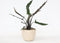 Plant in a Box - Olifantsoor - Alocasia Lauterbachiana - Hoogte 80-90cm - Pot 19cm - Kamerplant - Groene bladeren rode onderkant