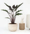 Plant in a Box - Olifantsoor - Alocasia Lauterbachiana - Hoogte 80-90cm - Pot 19cm - Kamerplant - Groene bladeren rode onderkant