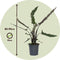 Plant in a Box - Olifantsoor - Alocasia Lauterbachiana - Hoogte 80-90cm - Pot 19cm - Kamerplant - Groene bladeren rode onderkant