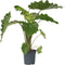 Plant in a Box - Olifantsoor - Alocasia Portodora - Hoogte 80-90cm - Pot 21cm - Kamerplant - Groen