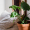 Plant in a Box - Olifantsoor - Alocasia Portodora - Hoogte 80-90cm - Pot 21cm - Kamerplant - Groen