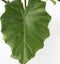 Plant in a Box - Olifantsoor - Alocasia Portodora - Hoogte 80-90cm - Pot 21cm - Kamerplant - Groen