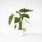 Plant in a Box - Olifantsoor - Alocasia Portodora - Hoogte 80-90cm - Pot 21cm - Kamerplant - Groen