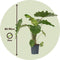 Plant in a Box - Olifantsoor - Alocasia Portodora - Hoogte 80-90cm - Pot 21cm - Kamerplant - Groen