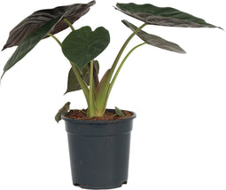 Plant in a Box - Olifantsoor - Alocasia Wentii - Hoogte 70-80 - Pot 19cm - Kamerplant - Groen