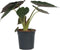 Plant in a Box - Olifantsoor - Alocasia Wentii - Hoogte 70-80 - Pot 19cm - Kamerplant - Groen
