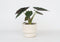 Plant in a Box - Olifantsoor - Alocasia Wentii - Hoogte 70-80 - Pot 19cm - Kamerplant - Groen