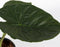 Plant in a Box - Olifantsoor - Alocasia Wentii - Hoogte 70-80 - Pot 19cm - Kamerplant - Groen