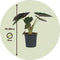 Plant in a Box - Olifantsoor - Alocasia Wentii - Hoogte 70-80 - Pot 19cm - Kamerplant - Groen