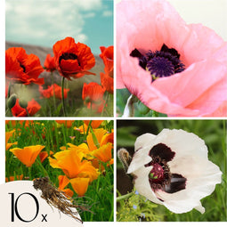 Plant in a Box - Oosterse klaproos - Set van 10 - Papaver orientale - Wortelstokken