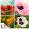 Plant in a Box - Oosterse klaproos - Set van 10 - Papaver orientale - Wortelstokken