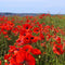 Plant in a Box - Oosterse klaproos - Set van 10 - Papaver orientale - Wortelstokken